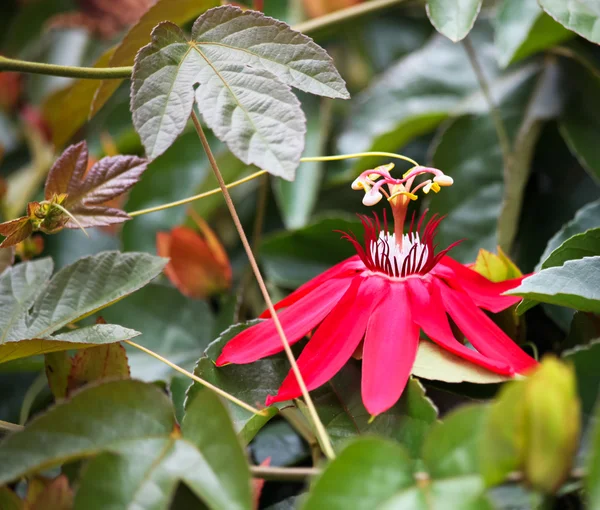 Red Passion Flower — Stock Photo, Image