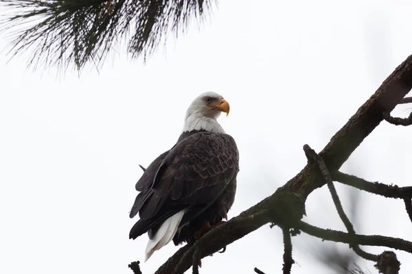 Perched Bald Eagle — Stock Photo, Image