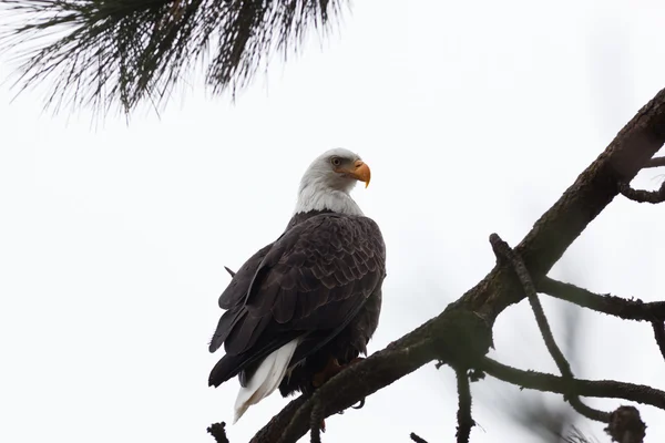 Tünemiş kel kartal — Stok fotoğraf