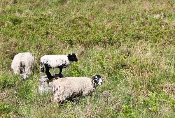 Pecore in un campo — Foto Stock