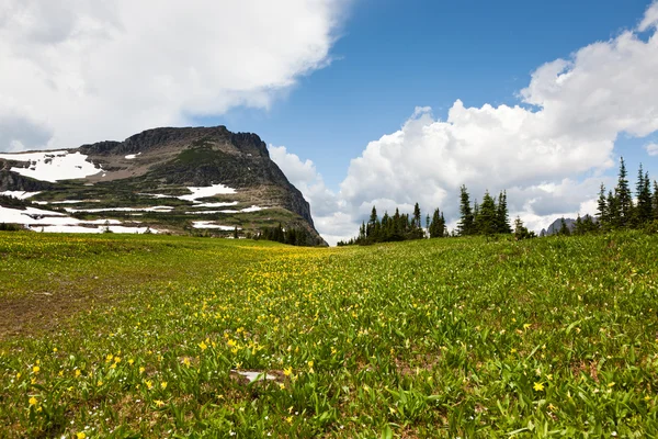 Fleurs de prairie avec montagne — Photo