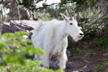 dağ keçisi yakın çekim
