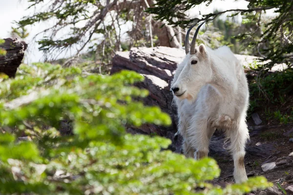 Profil de chèvre de montagne — Photo