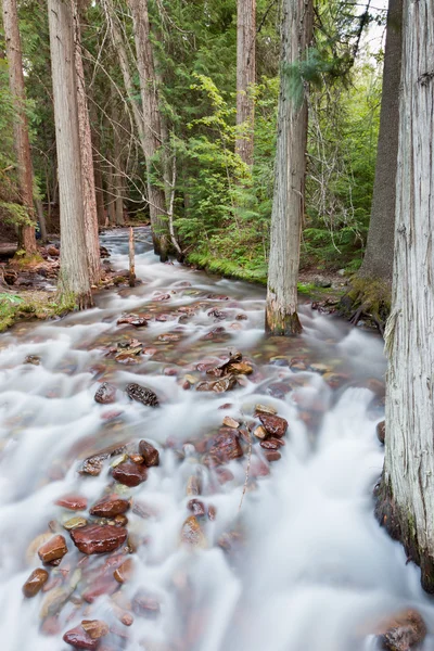 River Flow Through Forest — Stock Photo, Image