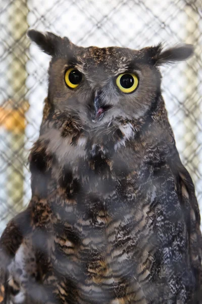 Captive Great Horned Owl — Stock Photo, Image