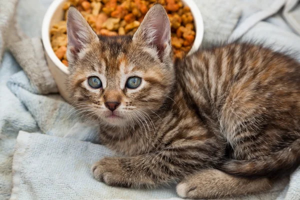 Striped Kitten — Stock Photo, Image