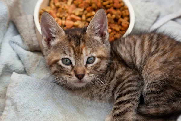 Kitten for Adoption — Stock Photo, Image