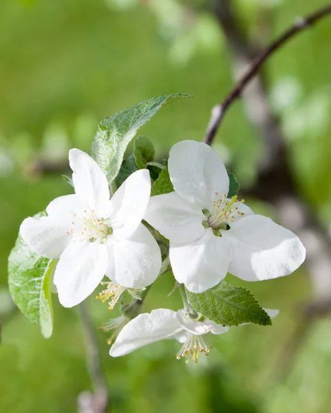 Gruppo di fiori di mele bianche . — Foto Stock
