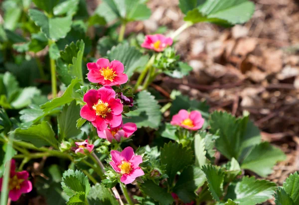 Pink Strawberry Blooms — Stock Photo, Image