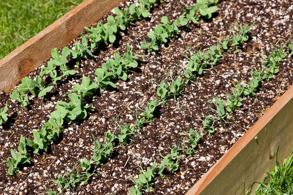 Rows of Pea Plants — Stock Photo, Image