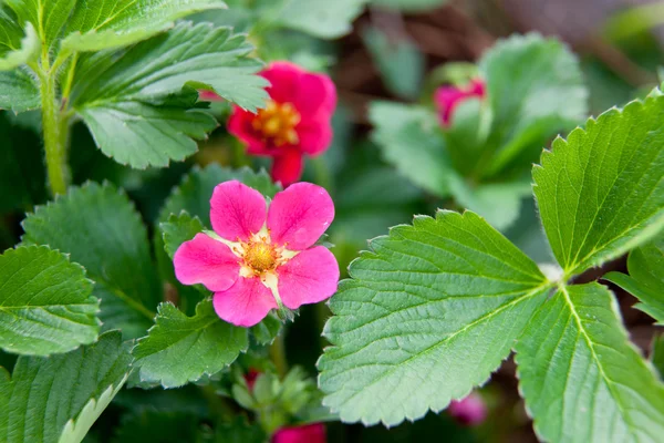 Strawberry Bloom — Stock Photo, Image