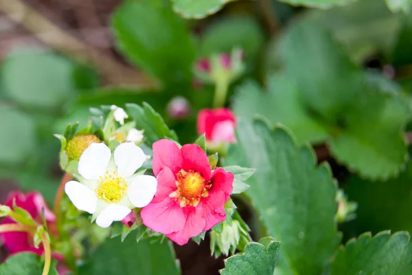 White and Pink Strawberry Blooms — Stock Photo, Image