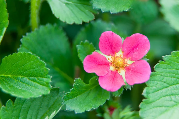 Close up of Strawberry Bloom — Stock Photo, Image