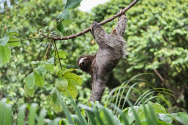 Üç tembellik seyir bozkır