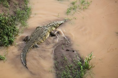 büyük timsah yürüyüş