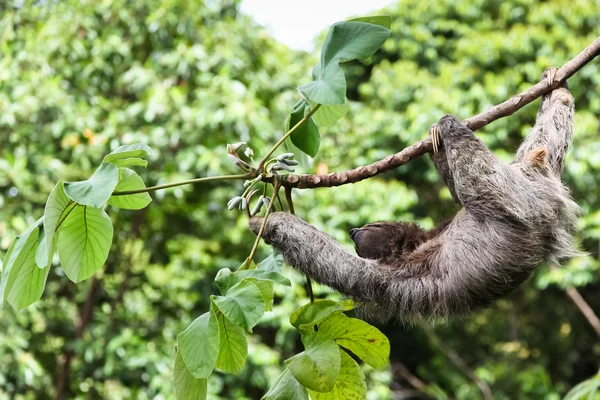 Three Toed Sloth Reaching — Stock Photo, Image
