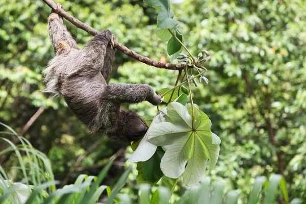 Trois orteils Sloth manger — Photo