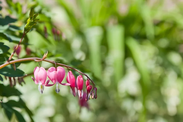 Flores del corazón sangrantes — Foto de Stock