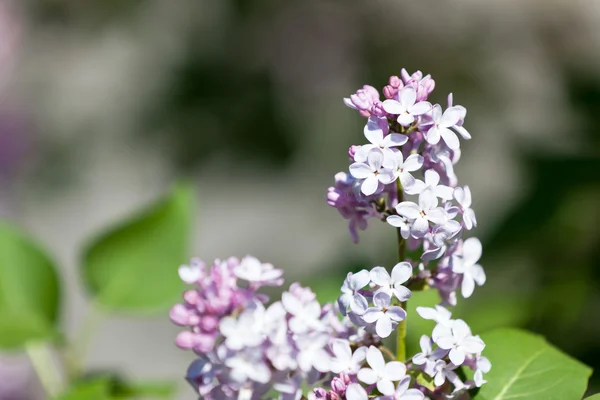 Lilac Blooms — Stock Photo, Image