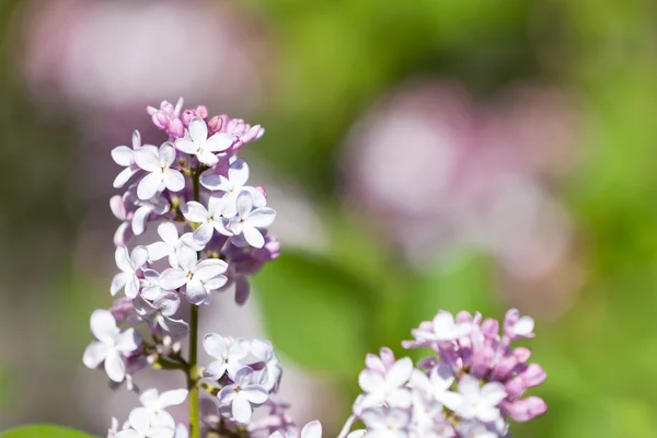 Lilac Flowers — Stock Photo, Image