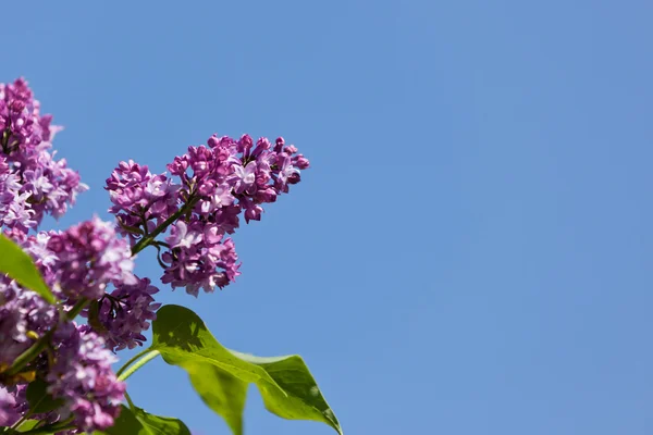 Purple Lilac Flowers — Stock Photo, Image