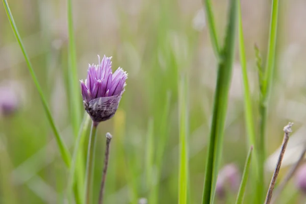 Szczypiorek kwiat — Zdjęcie stockowe
