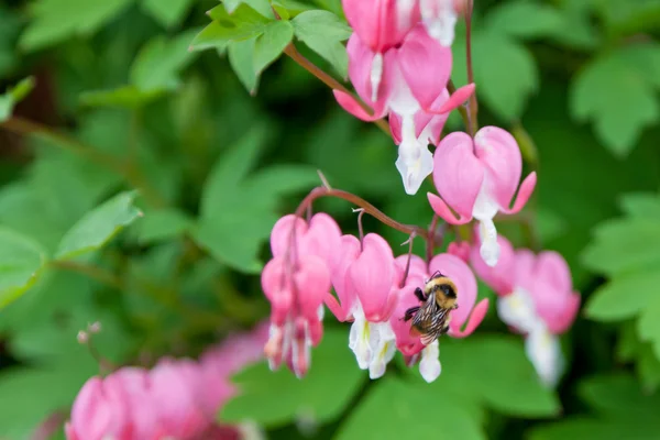 Pan Bumble bee na krvácející srdce — Stock fotografie