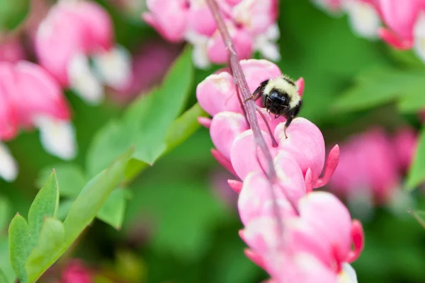 Bumble Bee on Flowers