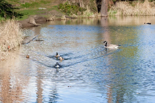 Ente, Ente, Gans — Stockfoto