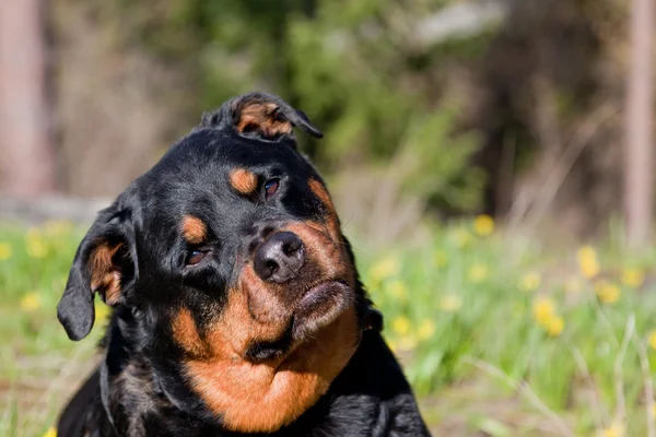 meraklı rottweiler