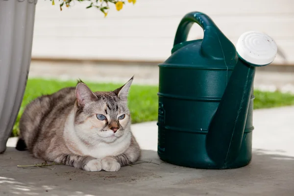 Jardín al aire libre Cat — Foto de Stock