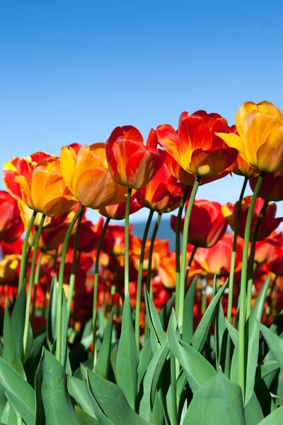 Spring Tulips — Stock Photo, Image