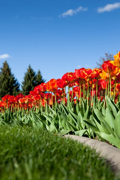 Landscaping with Tulips — Stock Photo, Image