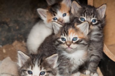 Bebek kedi yavruları