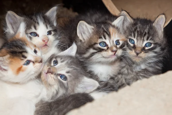 Cute Kittens — Stock Photo, Image