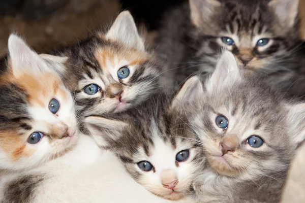 Caras de gatito — Foto de Stock