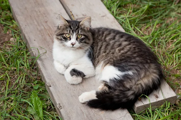 Joven gato acostado fuera — Foto de Stock