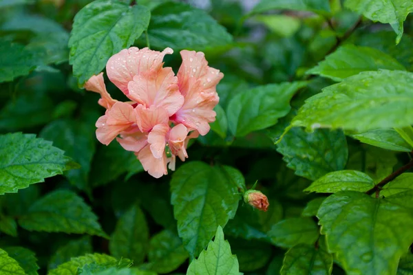 Double Hibiscus Flower — Stock Photo, Image