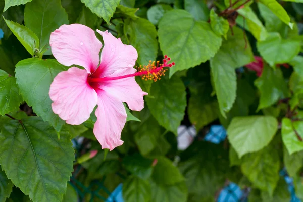 Pink Hibiscus — Stock Photo, Image