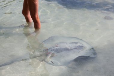 Stingray sığ suda