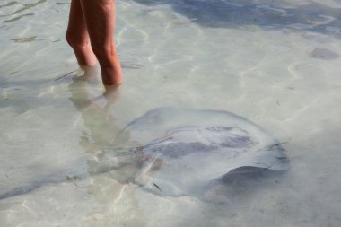 Stingray in Shallow Water clipart