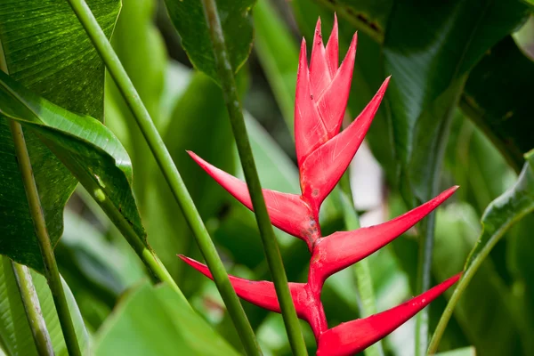 Flor tropical roja — Foto de Stock