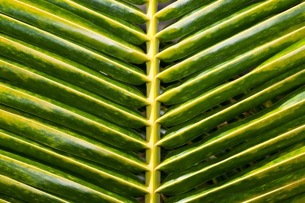 Nahaufnahme von Palmblatt — Stockfoto