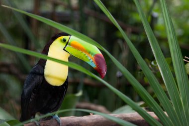 Toucan profili