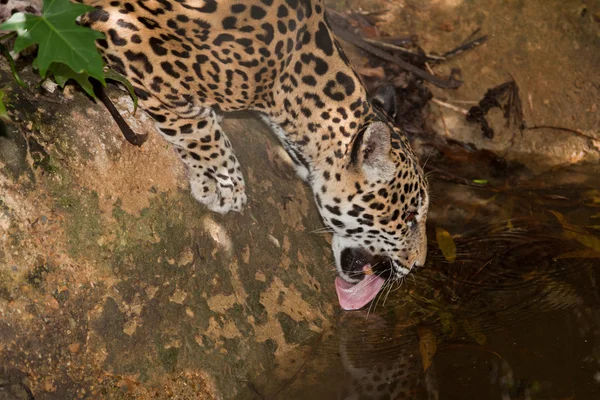 Jaguar bebiendo del estanque — Foto de Stock