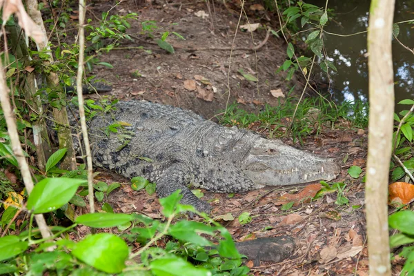 Великий Крокодил — стокове фото