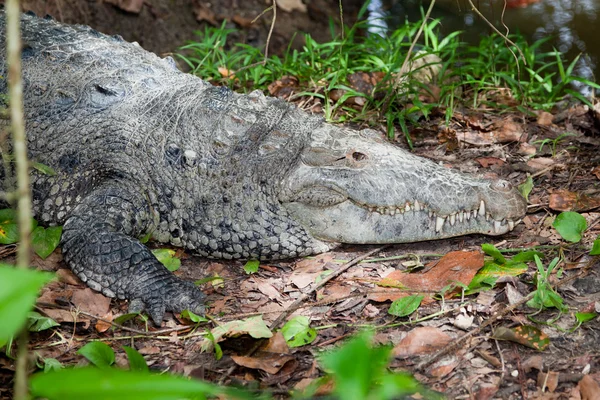 Profil de crocodile — Photo
