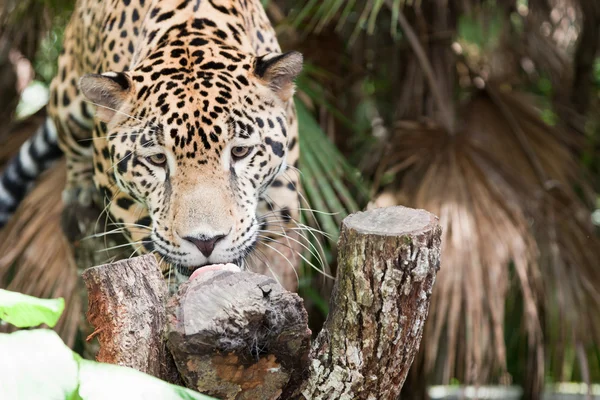Jaguar äta en behandla — Stockfoto