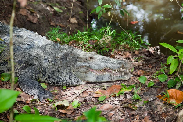 Crocodile avec bouche ouverte — Photo