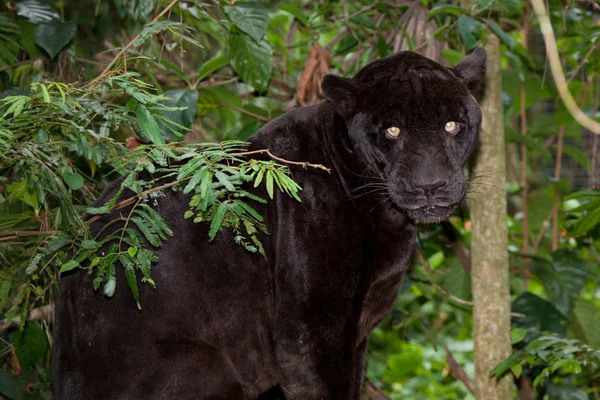 Черная пантера с блестящими глазами — стоковое фото